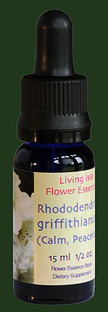 Rhododendron_gri_4a6b9ed52e01d