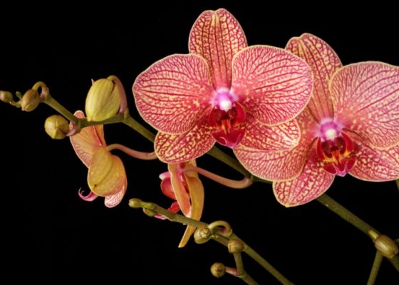Healing Orchids to get you through the Christmas craze!