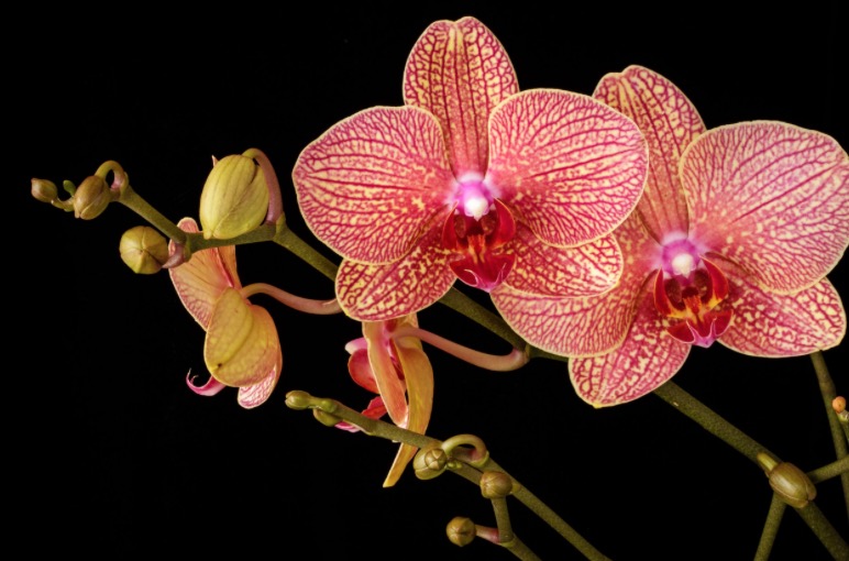 Healing Orchids to get you through the Christmas craze!