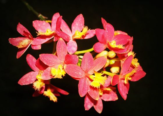 Get started with Healing Orchids – the three essences to try first!